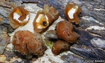 naematelia-encephala2