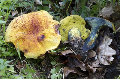 Neoboletus praestigiator var. pseudosulphureus