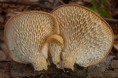 Neofavolus alveolaris