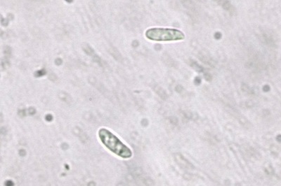 neofavolus-alveolaris4