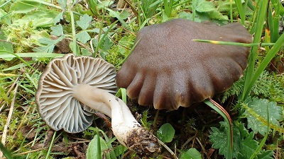 Neohygrocybe nitrata