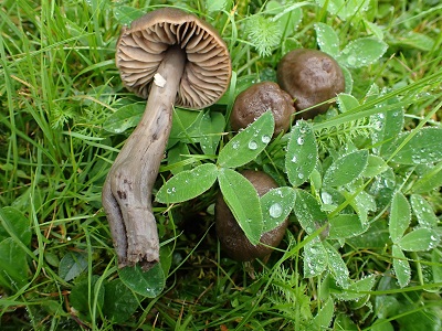 Neohygrocybe ovina