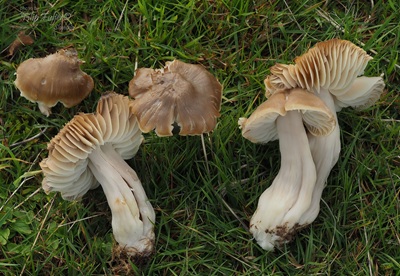 Neohygrocybe pseudoingrata