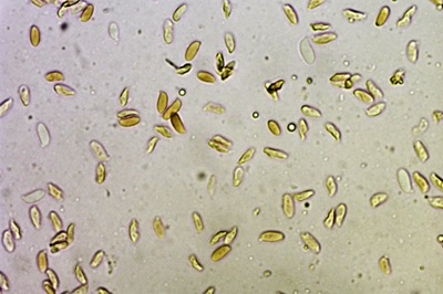 neolentinus-adhaerens11