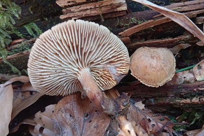 neolentinus-adhaerens2