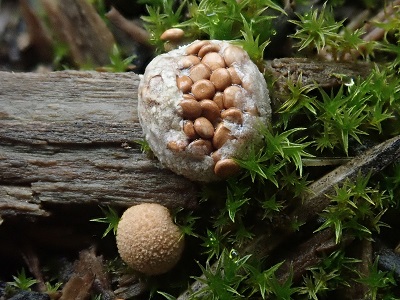 Nidularia deformis