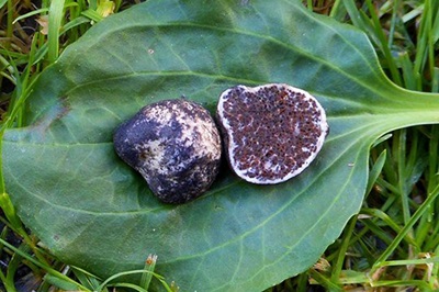 octaviania-asterosperma1