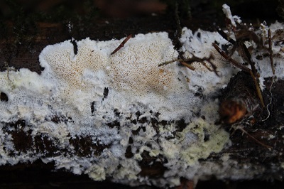 Oligoporus rennyi