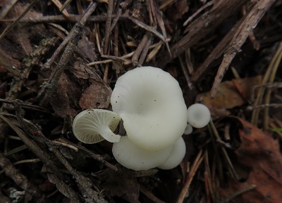 Omphalina mutila