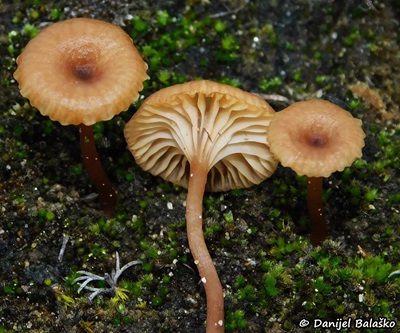 Omphalina pyxidata