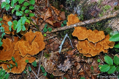 Onnia tomentosa