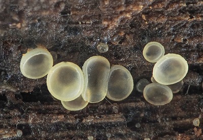 Orbilia leucostigma