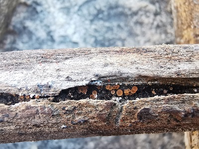 Orbilia sarraziniana