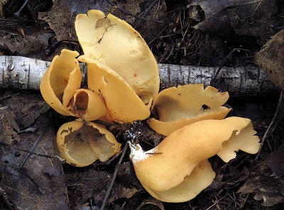 Otidea onotica