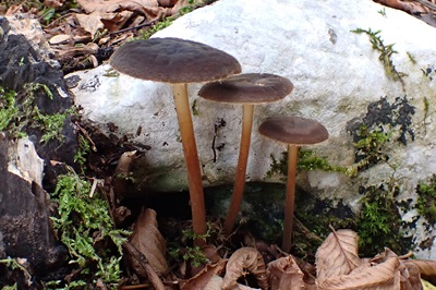 Oudemansiella melanotricha