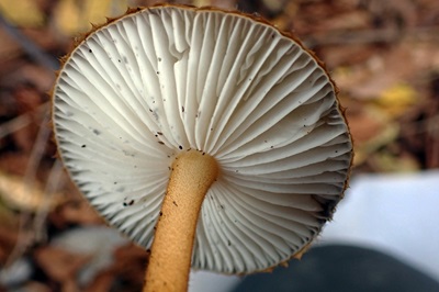 oudemansiella-melanotricha1