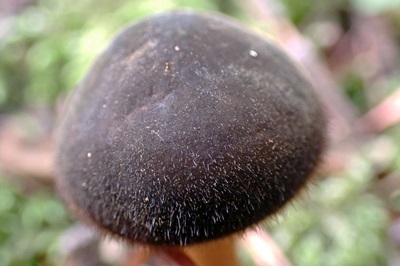 oudemansiella-melanotricha2