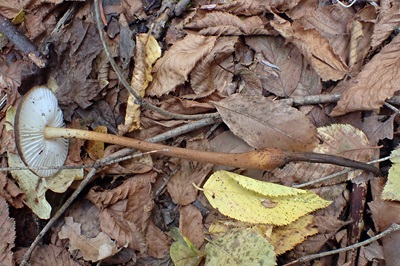 oudemansiella-melanotricha3