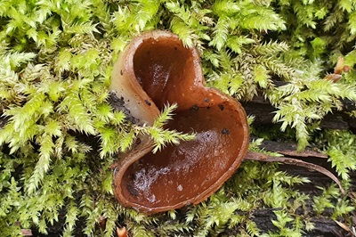 Pachyella violaceonigra