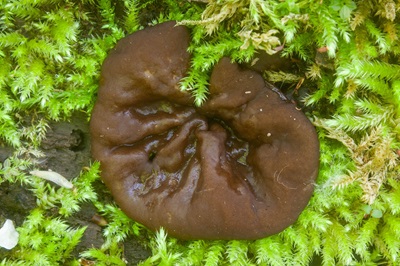 pachyella-violaceonigra1