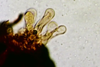 panaeolus-papilionaceus11