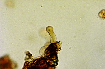 panaeolus-papilionaceus12