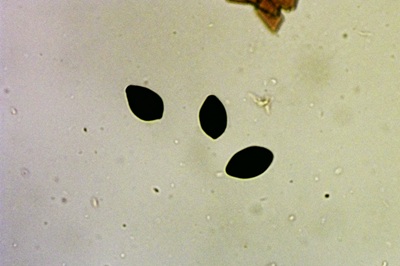 panaeolus-papilionaceus8