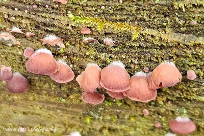 Panellus violaceofulvus