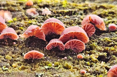 panellus-violaceofulvus1