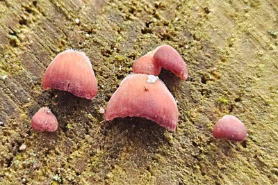 panellus-violaceofulvus2