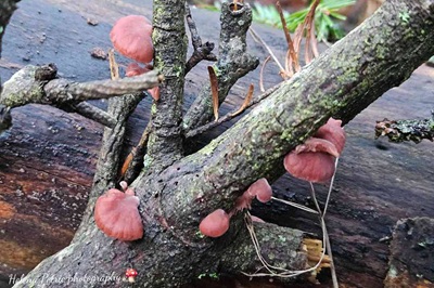 panellus-violaceofulvus5