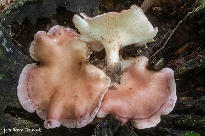 Panus conchatus