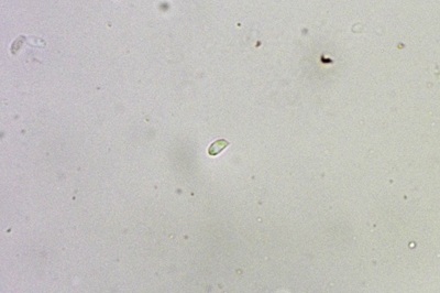 panus-conchatus11
