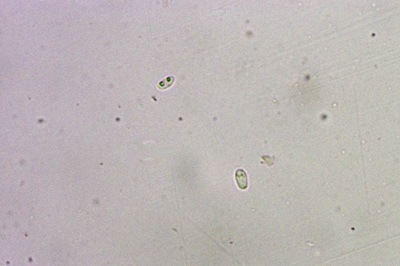 panus-conchatus12