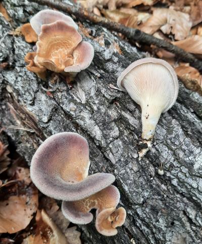 Panus neostrigosus