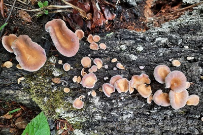 panus-neostrigosus1