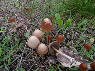 Parasola conopilea