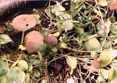 Parasola hemerobia