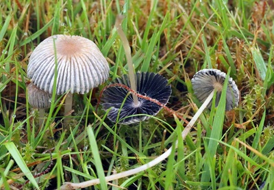 Parasola schroeteri