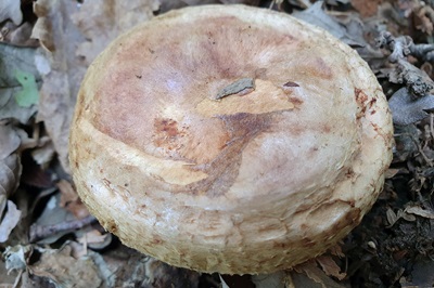 paxillus-involutus1