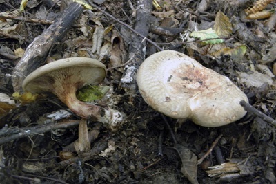 Paxillus rubicundulus