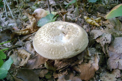 paxillus-rubicundulus1