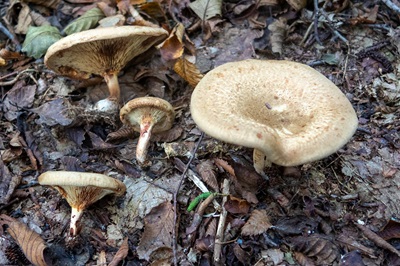 paxillus-rubicundulus2