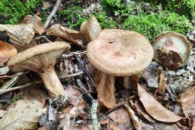 paxillus-rubicundulus3