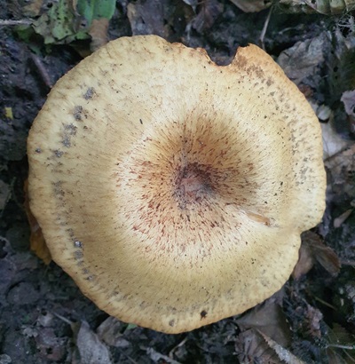 paxillus-rubicundulus4
