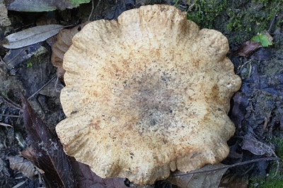 paxillus-rubicundulus5