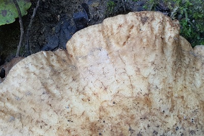 paxillus-rubicundulus6