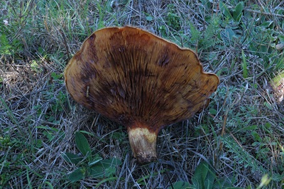 paxillus-rubicundulus8