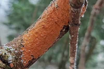 Peniophora incarnata