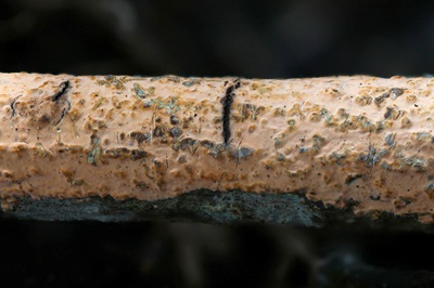 peniophora-incarnata4